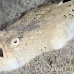 stargazer_whitemargin_c_gb_h_0077_kom0195.jpg